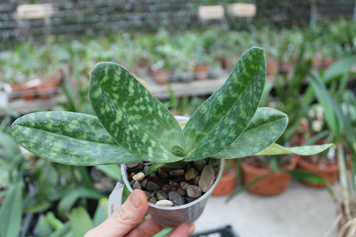 Paphiopedilum Maudiae alba.jpg