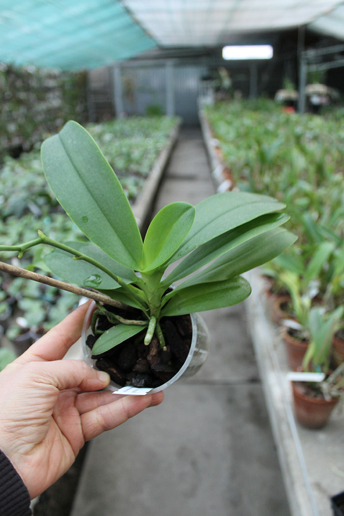 Doritaenopsis Purple Martin.jpg