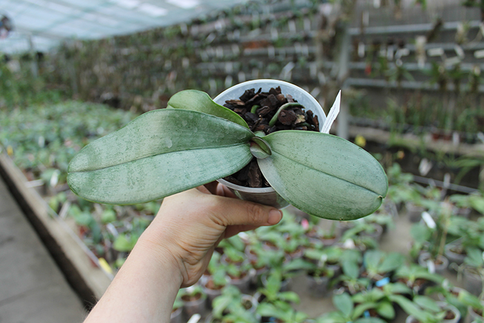 Phalaenopsis sanderiana.jpg