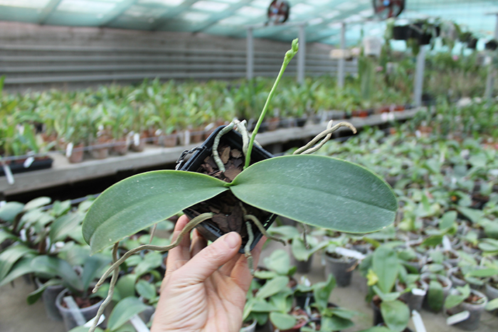 Phalaenopsis Natasha 'Aiko'.jpg