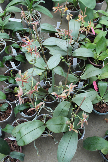 Phalaenopsis Bronze Maiden (schilleriana x mannii).jpg