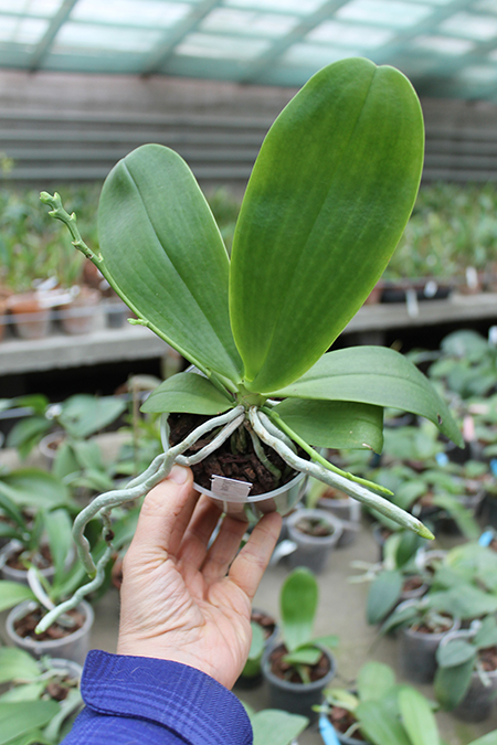 Phalaenopsis Little Leopard (mariae x cornu-cervi).jpg