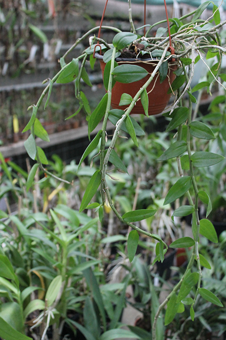 Dendrobium pierardii x loddigesii.jpg