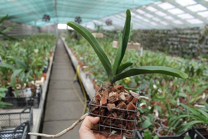 Rhynchostylis gigantea.jpg