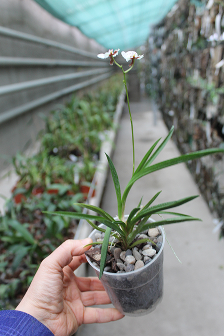 Oncidium (Tolumnia) hybrid.jpg