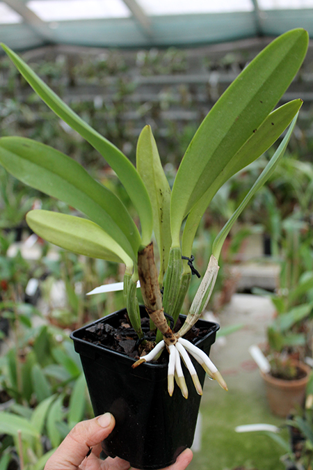 Cattleya lueddemanniana coerulea (Siquesique x Amparo) x Cattleya lueddemanniana tipo escura 'Guacamuco'.jpg