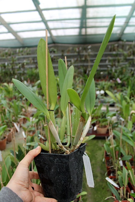 Cattleya lueddemanniana (coerulea 'Mariauxi' x tipo) x lueddemanniana coerulea 'Tania'.jpg