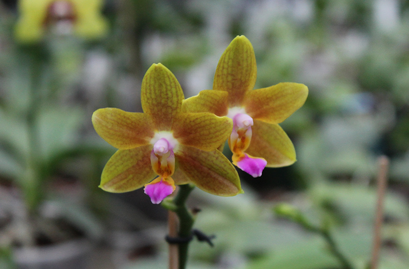 Phalaenopsis Lioulin Moon x bellina blue.jpg
