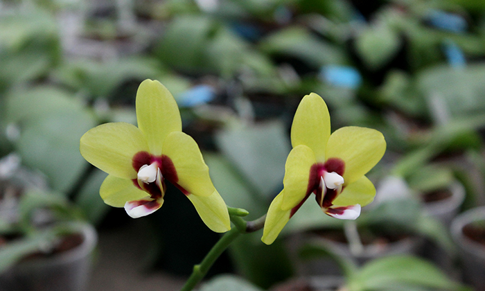 Phalaenopsis Mituo Golden 'M-2'.jpg