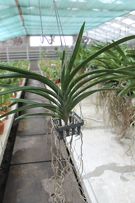 Vanda sanderiana alba.jpg