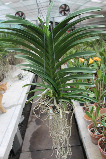 Vanda tessellata x Gordon Dillon.jpg