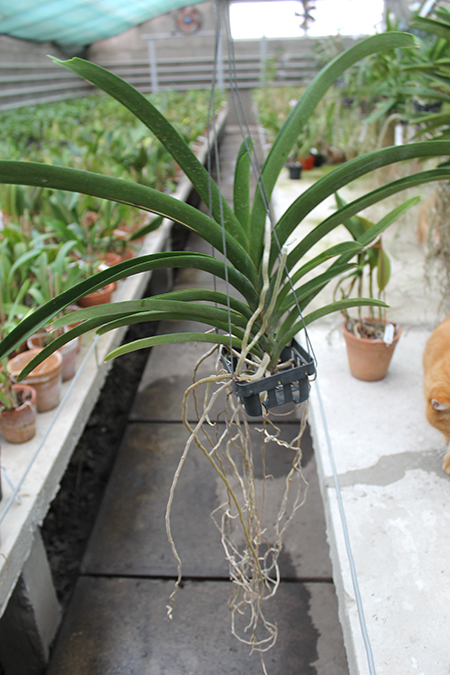 Vanda Jiraprapa - Davarak x Butterfly.jpg