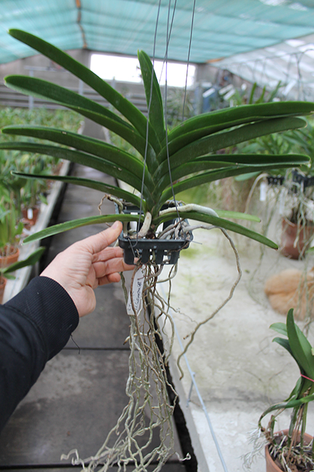 Vanda Jiraprapa x Suksamran Spot.jpg