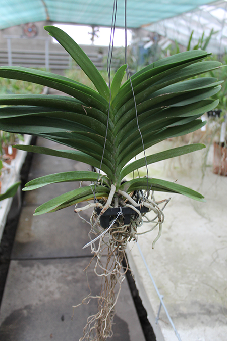 Vanda Robert Delight 'Ink Star'.jpg