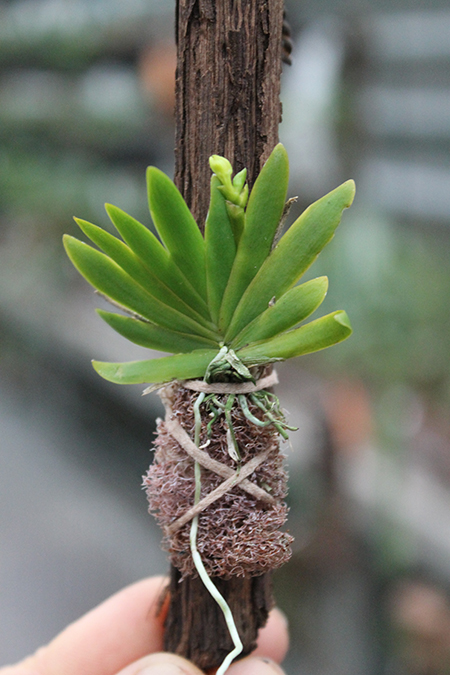 Psygmorchis pusilla.jpg