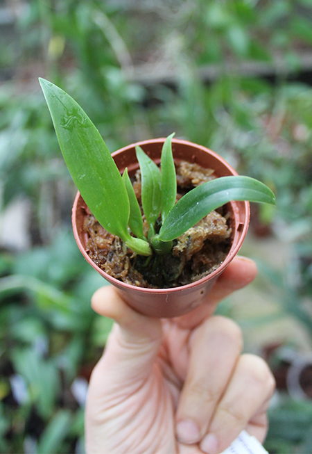 Bulbophyllum longissimum.jpg