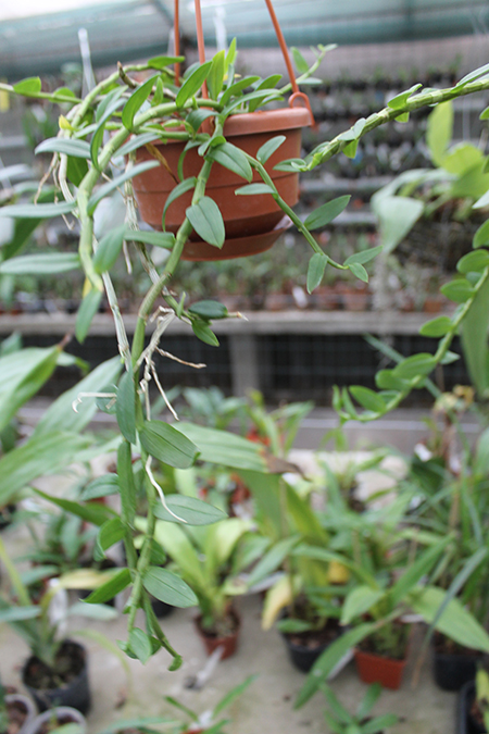 Dendrobium loddigesii.jpg