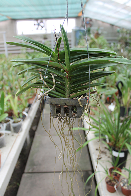 Ascocentrum miniatum.jpg