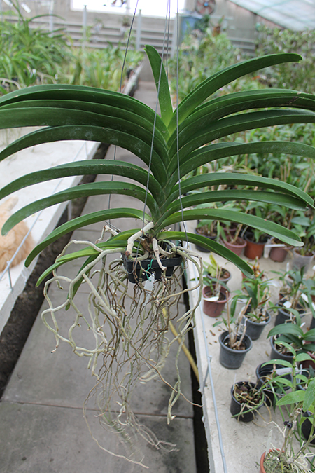 Vanda Robert Delight '#358'.jpg