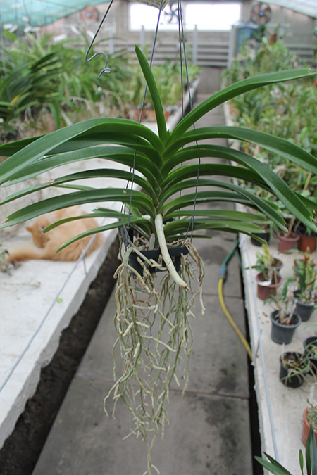 Vanda Janice Allison.jpg