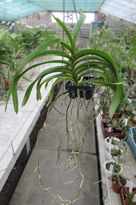 Vanda denisoniana x Rhynchostylis coelestis.jpg