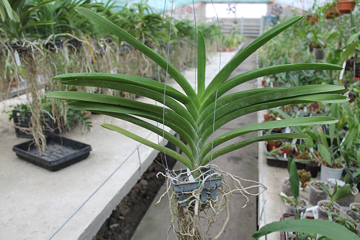 Vanda Chulee Delight.jpg