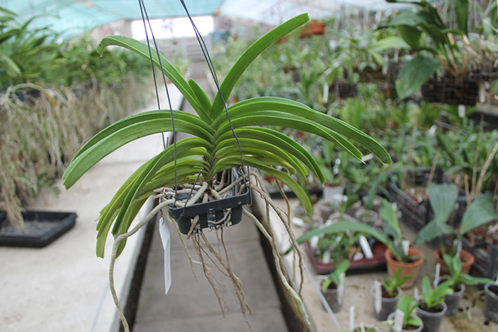 Rhynchostylis coelestis alba.jpg