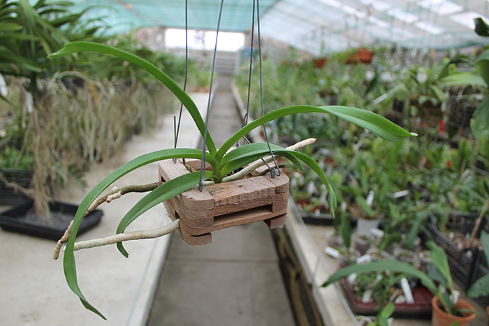 Vanda bensonii.jpg