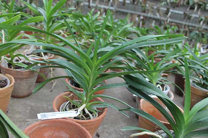Vanda Gilbert Triboulet (coerulea x tricolor).jpg