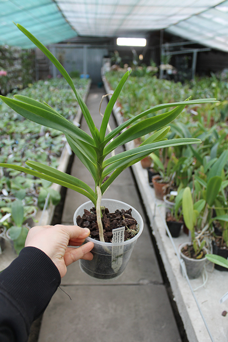 Mokara Jairak White.jpg