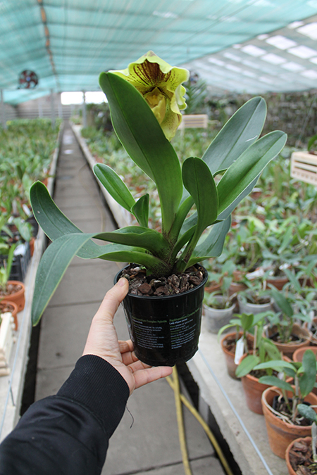 Paphiopedilum Lippewunder hybrid.jpg