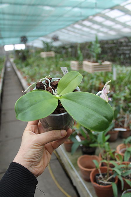 Phalaenopsis Zheng Min Muscadine x Tying Shin Fly Eagle.jpg