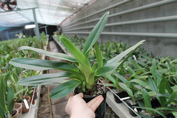 Paphiopedilum Lippewunder hybrid.jpg