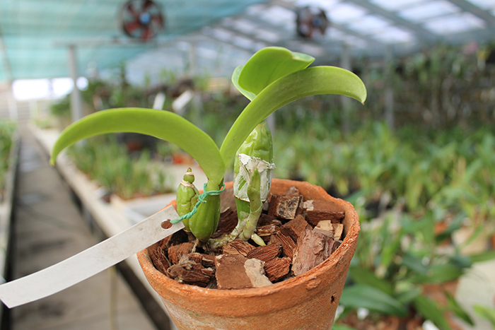 Cattleya walkeriana 'Edward' x nobilior coerulea 'Pledge'.jpg