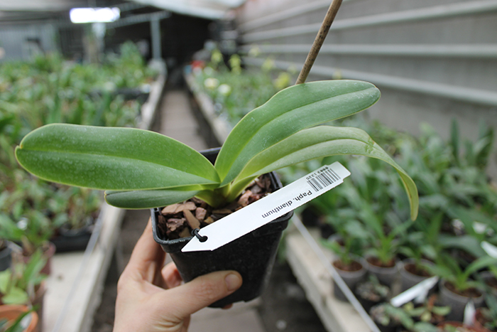 Paphiopedilum dianthum.jpg