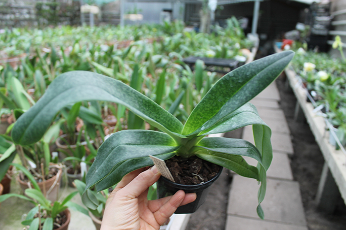 Paphiopedilum Woessner Kologod.jpg