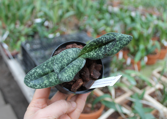 Paphiopedilum delenatii.jpg