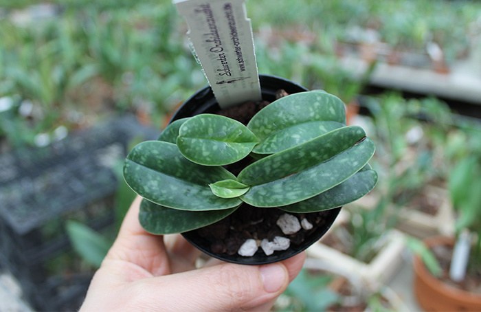 Paphiopedilum wellesleyanum album x Iratsume album.jpg