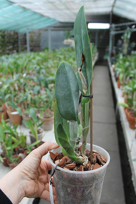 Rhyncholaelia digbyana.jpg