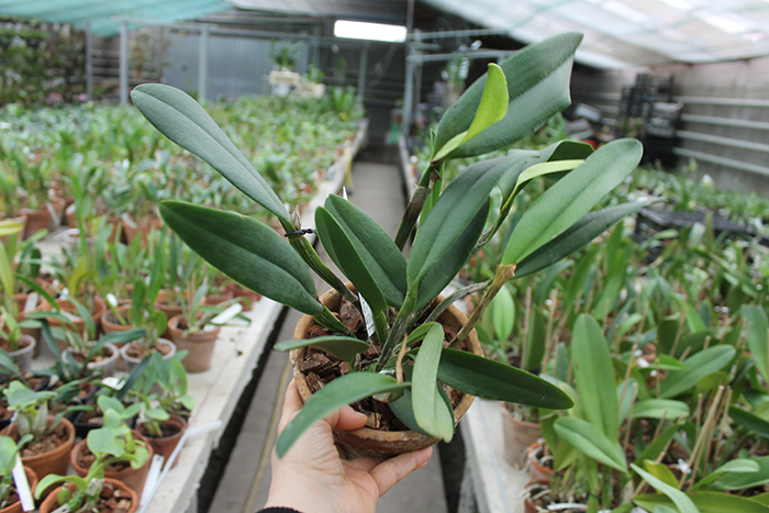 Rhyncholaeliocattleya King Harold x intermedia.jpg