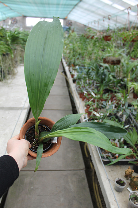 Coelogyne salmonicolor x usitana.jpg