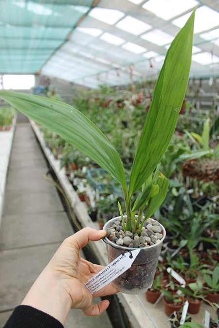 Houllinia (Houlletia odoratissima x Paphinia neudeckeri).jpg