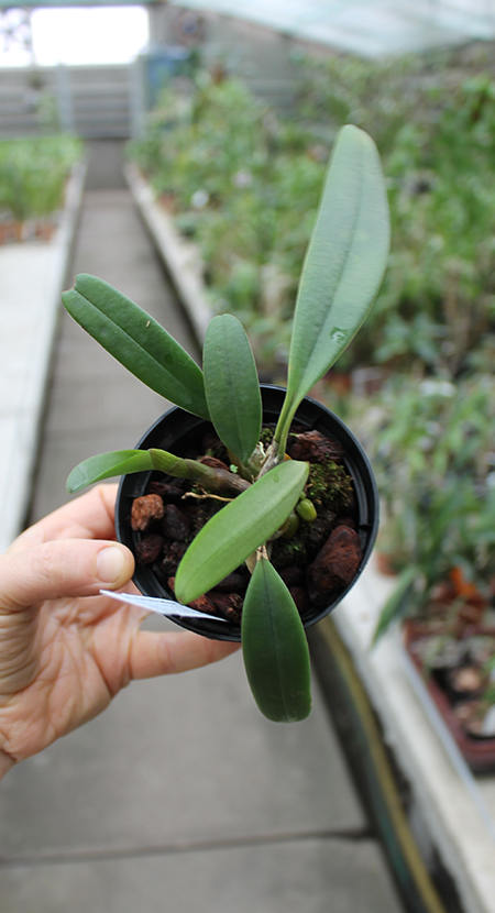 Bulbophyllum medusae.jpg