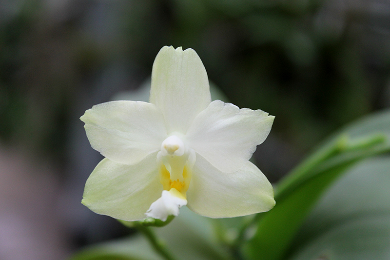 Phalaenopsis (Buena Jewel - Yungho Gelb Canary) x Timothy Christopher.jpg