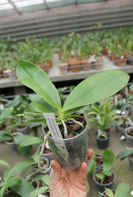 Phalaenopsis Little Leopard (mariae x cornu-cervi).jpg