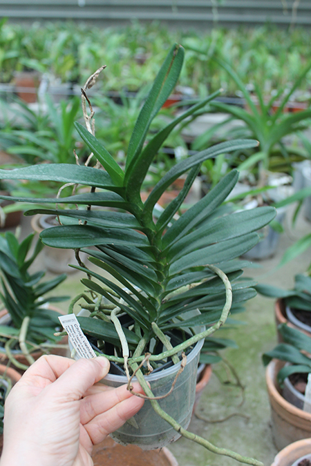 Christensonia vietnamica x Aerides houlletiana.jpg