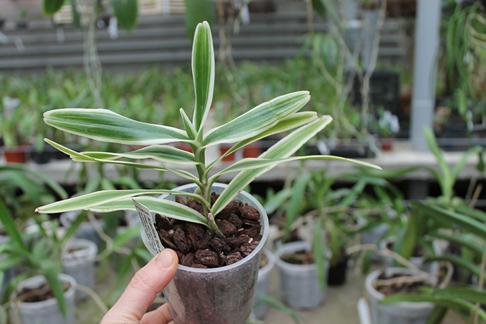 Arachnis flos-aeris variegated.jpg