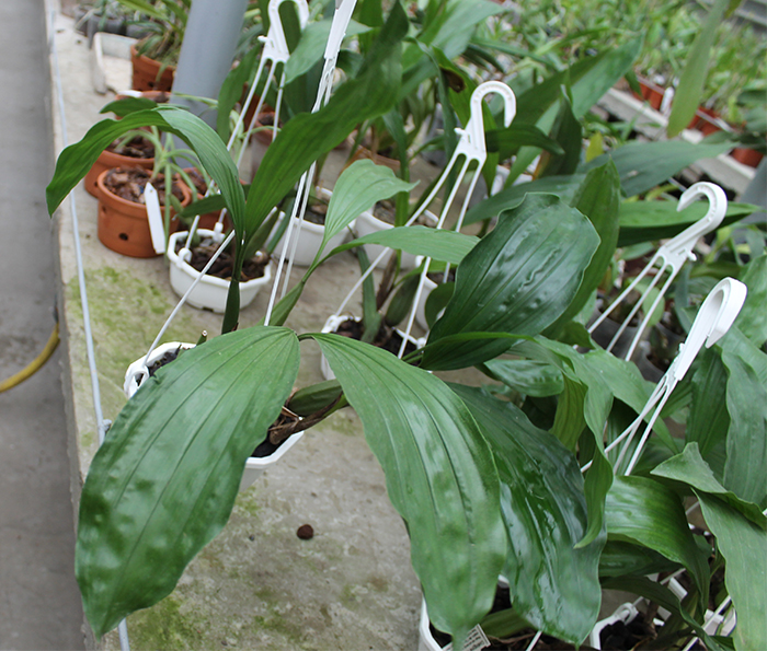 Coelogyne rochussenii.jpg