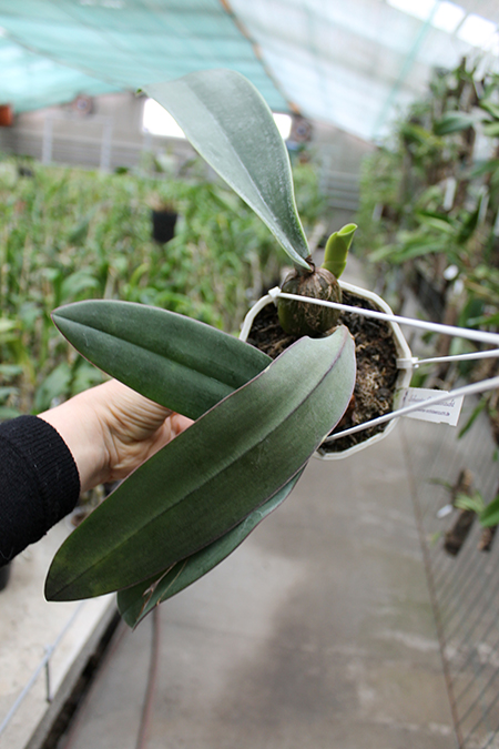 Bulbophyllum phalaenopsis.jpg