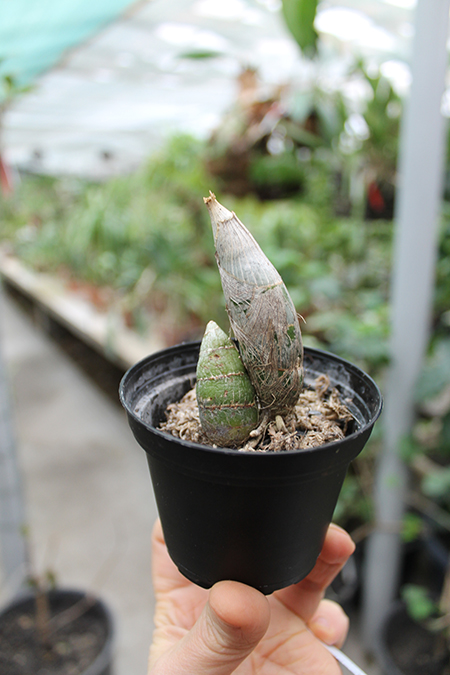 Cycnodes Jumbo Erebus J Kitty.jpg